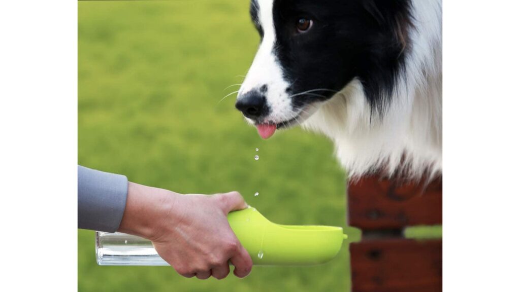 dog toothpaste